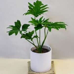 برگ انجیری فر