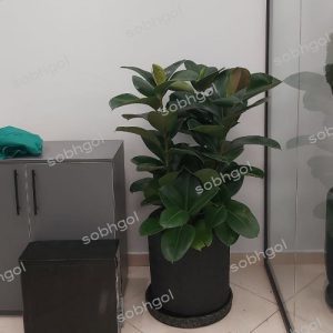فیکوس سبز