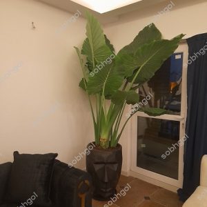 بابا آدم جاینت