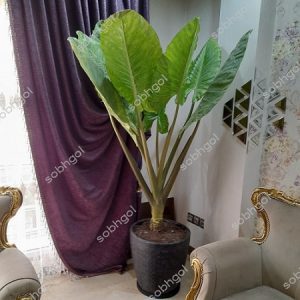 بابا آدم