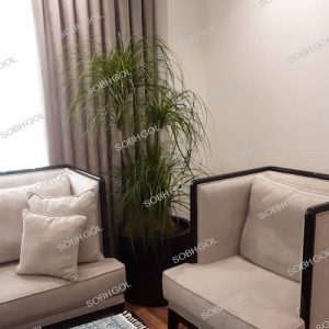 نخل لیندا مینیاتوری