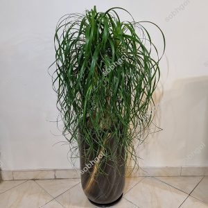 خرید و قیمت لیندا