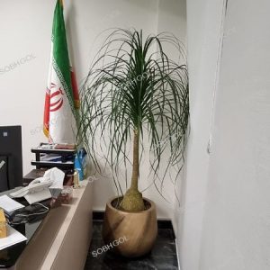 نخل لیندا