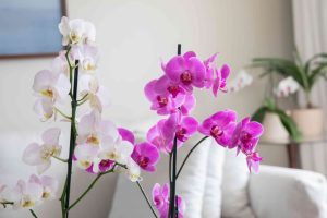 خرید و قیمت گل ارکیده