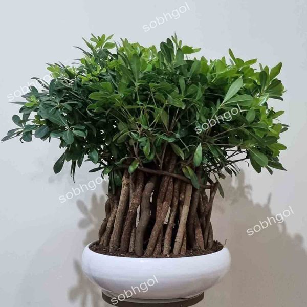 بونسای پیتسپروم