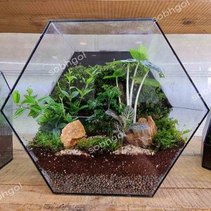 تراریوم اکوسیستم شیشه در بسته