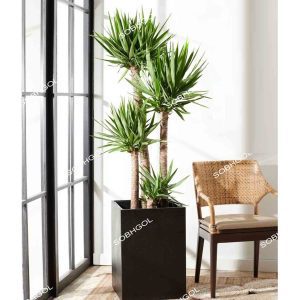 گلدان لوکس یوکا