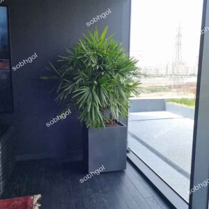 گلدان لیدی پالم بزرگ