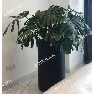 برگ انجیری مونسترا