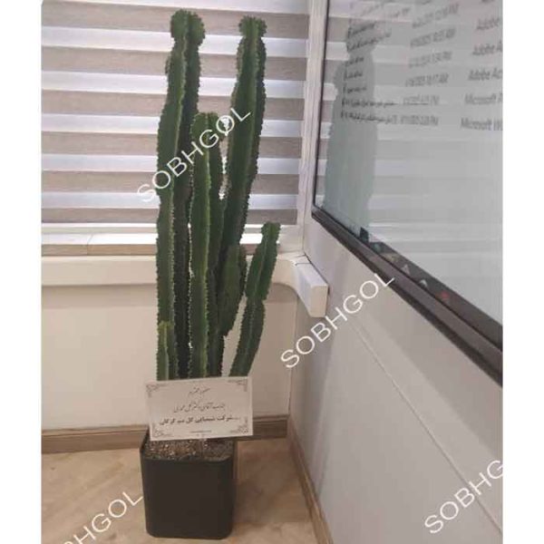 افوربیا اینگنس EU12