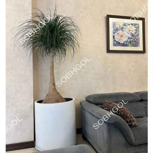 بونسای لیندا