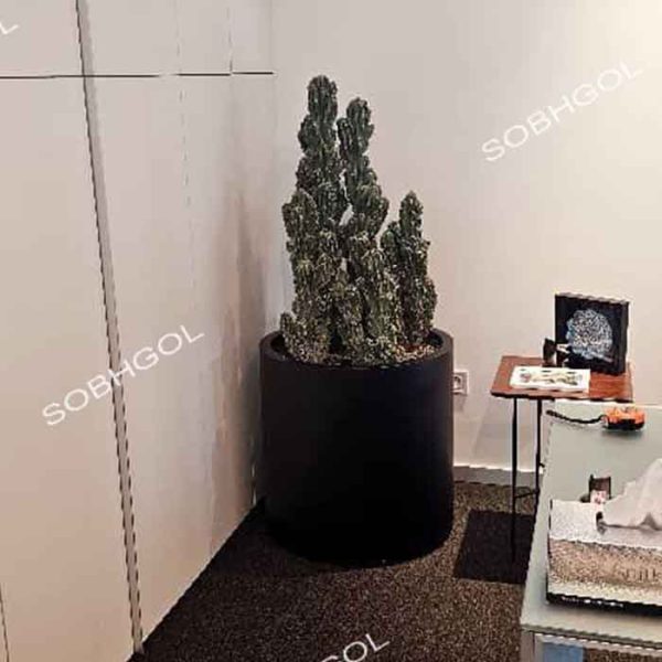 گلدان دکوراتیو کاکتوس صخره ای CS01