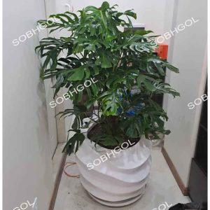 برگ انجیری مونسترا