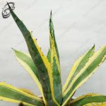 سفارش گل آنلاین - آگاو برگ خنجری A-016 - تصویر 3