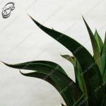 سفارش گل آنلاین - آگاو لاله ای طرح A-017 - تصویر 3