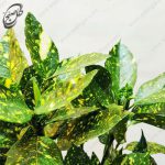 سفارش گل آنلاین - آکوبا طرح A-061 - تصویر 3