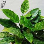 سفارش گل آنلاین - آگلونما بلک طرح A-060 - تصویر 3