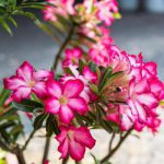 سفارش گل آنلاین - گل آدنیوم طرح A-014 - تصویر 4
