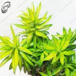 بامبو خاکی ابلق BK01 - تصویر 3