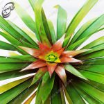 گل گازمانیا گلدار G-080 (ارسال گل رایگان) - تصویر 3