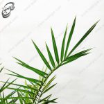 نخل فونیکس P-081 - تصویر 3