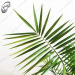 نخل فونیکس P-081 - تصویر 2