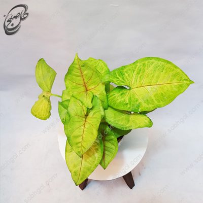 سفارش گل آنلاین - سینگونیوم سبز فسفری طرح S-054