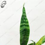 سفارش گل آنلاین - سانسوریا  طرح S-013 - تصویر 3