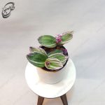 سفارش گل آنلاین - برگ بیدی صورتی  طرح S-016 - تصویر 3