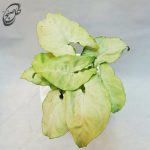 سفارش گل آنلاین - سینگونیوم  طرح  S-050 - تصویر 3