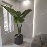 بابا آدم