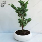 بونسای کاج اطلسی طرح B-026