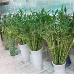 خرید و قیمت بامبو