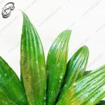 سفارش گل آنلاین - دراسنا کامپکت طرح D-021 - تصویر 3