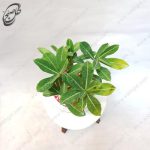 سفارش گل آنلاین - گل آدنیوم طرح A-014 - تصویر 3