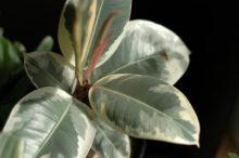 خرید گل آنلاین - فیکوس الاستیکا ابلق  طرح F-033 ( ارسال گل رایگان ) - تصویر 2