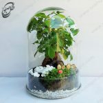 خرید و قیمت تراریوم شیشه ای