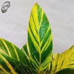 سفارش گل آنلاین - مارانتا طلایی طرح M-050 - تصویر 3