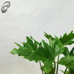 برگ انجیری فر دو بوته PH10 - تصویر 3