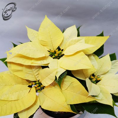 سفارش گل آنلاین - بنت قنسول زرد طرح B-020