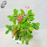 مرجان قرمز مینیاتوری هلندی دائم گل طرح M-021 - تصویر 3