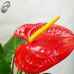 سفارش گل آنلاین - آنتوریوم قرمز طرح A-051 - تصویر 4