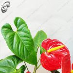 سفارش گل آنلاین - آنتوریوم قرمز طرح A-051 - تصویر 3