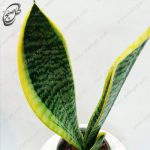 سفارش گل آنلاین - سانسوریا کراواتی ابلق  طرح S-012 - تصویر 3