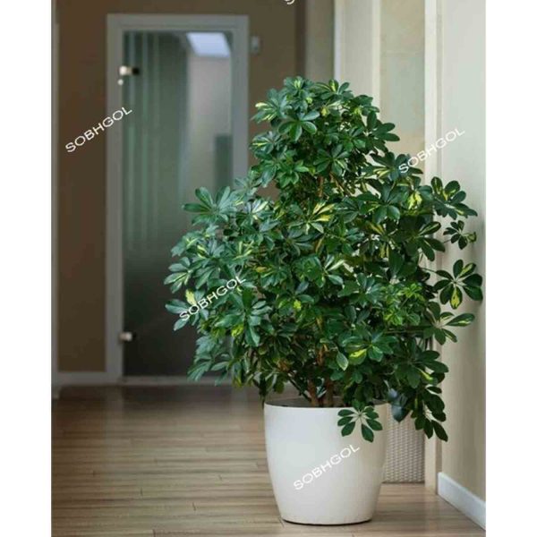 خرید شفلرا بزرگ