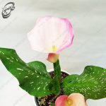 سفارش گل آنلاین - اسپاتی شیپوری طرح S-010 - تصویر 3