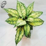 سفارش گل آنلاین - آگلونما سفید  طرح A-021 - تصویر 3