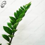 سفارش گل آنلاین - زاموفیلیا طرح Z-040 - تصویر 3