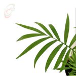 خرید گل آنلاین - نخل شامادورا Ch-011 ( ارسال گل رایگان ) - تصویر 3