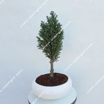 بونسای کاج الودی